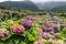 Scenery of Hydrangea Blossoms