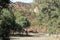 Scenery, Ikara-Flinders` Ranges National Park, SA, Australia