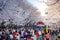 Scenery of Jinhae Gunhangje Festival, Cherry Blossom Festival