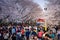 Scenery of Jinhae Gunhangje Festival, Cherry Blossom Festival