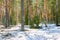 Scenery landscape with pine tree forest covering snow in winter, changes season.