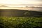 The scenery of a lone rounded tree among tea plantation in freshness morning with a beautiful sea of mist in Chiang Rai, Thailand