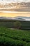 The scenery of a lone rounded tree among tea plantation in freshness morning with a beautiful sea of mist in Chiang Rai, Thailand