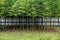 Scenery of a lush bamboo forest in Sento Imperial Palace  Royal Park