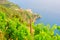 Scenery of Manarola village on a vine hill