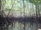 Scenery at mangrove forest in Koh Lanta in Thailand