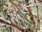 Scenery of Masked woodswallow on a branch & x28;Todiramphus Sanctus& x29;