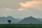 Scenery of meadow, tree, and mountain