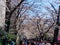 Scenery of Meguro river when white cherry blossoms or sakura full bloom