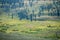 Scenery at Mt Washburn trail in Yellowstone National Park, Wyoming, USA