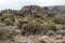 Scenery, native bush and vegetation on the slope of Mount Kilimanjaro