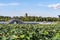 The scenery of the North Lake National Wetland Park in Changchun, China with lotus in full bloom