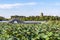 The scenery of the North Lake National Wetland Park in Changchun, China with lotus in full bloom