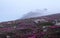 The scenery with the old observatory that is on the mountain covered with the light fog. Lawn with the rocks and pink rhododendron