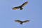Scenery of Osprey birds flying in the clear blue sky
