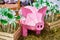 Scenery pink pig. Decor for the garden. Agricultural exhibition