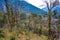 The scenery of rhododendron forest, Nepal.