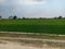 Scenery rice field at afternoon in ngawi city