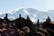 Scenery, rock piles and hiking trail on the slope of Mount Kilimanjaro