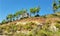 Scenery with rock and trees  in Kemer, Turkey