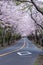 Scenery of rows of cherry trees in Izu Kogen.