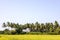 The scenery of rows of coconut trees growing high above the banana plantations