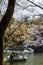 Scenery of Sakura in March 2021 in Inokashira Park