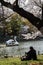 Scenery of Sakura in March 2021 in Inokashira Park