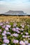 Scenery of Seongsan Ilchubong inactive volcano with blurly purple flowers foreground at Jeju island, South Korea