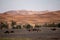 Scenery of several camels walking in the desert