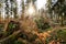 Scenery shot of a storm damaged forest, broken trees after hurricane in germany