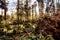 Scenery shot of a storm damaged forest, broken trees after hurricane in germany