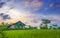 The scenery of small house in the middle of rice fields