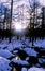 Scenery of snow forest