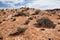 Scenery of stone desert in Southern Nevada, landscape at Valley of Fire State Park