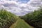 Scenery of sugarcane production field