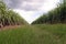 Scenery of sugarcane production field