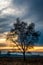 Scenery at sunset with a birch standing alone in heathland