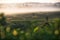 The scenery of tea plantation in freshness morning with a beautiful sea of mist in Chiang Rai, Thailand