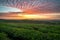 The scenery of tea plantation in freshness morning with a beautiful twilight sky in Chiang Rai, Thailand