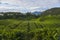 Scenery of the tea plantation on the hillside