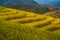 Scenery of the terraced golden rice field