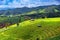 Scenery of the terraced rice fields at Ban Pa Pong Piang in Chiang Mai, Thailand. the terraced rice fields and a mountain range in