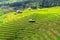 Scenery of the terraced rice fields at Ban Pa Pong Piang in Chiang Mai, Thailand. the terraced rice fields and a mountain range in