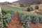 Scenery of upland tomato production field