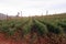 Scenery of upland tomato production field