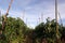 Scenery of upland tomato production field