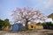 Scenery of a very beautiful Bombax tree with blooming blossoms near an ancient temple