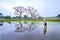 Scenery of a very beautiful Bombax tree with blooming blossoms near an ancient temple