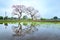 Scenery of a very beautiful Bombax tree with blooming blossoms near an ancient temple